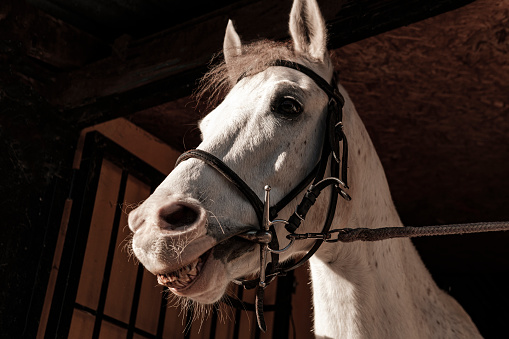 white horse wearing bridles show teeth, correct riding equipment and horse comfort concept