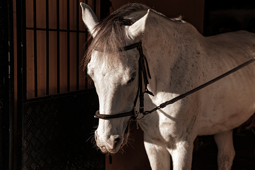 beautiful gray white horse portrait in stable wearing bridles