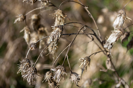 Dry prickly weeds, milk thistle in a field in autumn. Selective focus.
