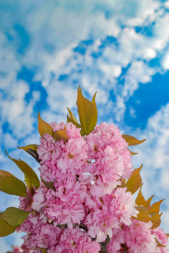 Beautiful Pink Sakura flowers, cherry blossom during springtime against blue sky, toned image with sun leak photo