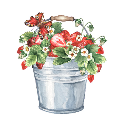 Red ripe strawberries in a rustic bucket. Watercolor illustration of a bouquet of berries and a butterfly, isolated on a white background.