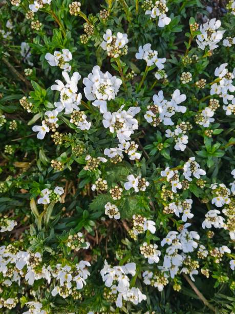 istock White bed of flowers 1921852954
