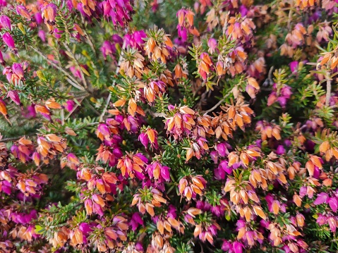 A pink and yellow patch of flowers