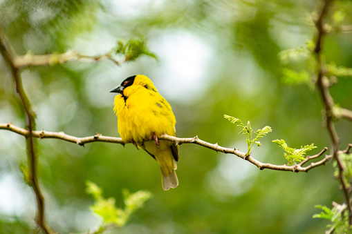 Yelow Cardinal, Gubernatrix cristata, Endangered species in La Pampa, Argentina