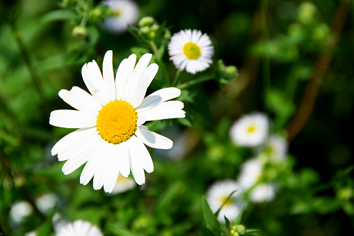 Chamomile flower among green grass and leaves, natural background. daisies among the green grass. High quality photo