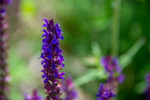 Blooming macro lupine flower. Violet spring and summer flower