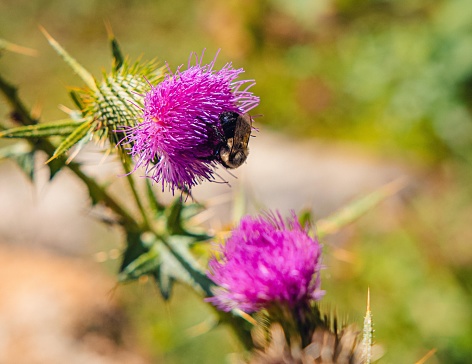 A bee perched on a vibrant thistle flower, basking in the warm sunlight