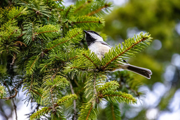 istock Black-capped chickadee (Poecile atricapillus) perched in a tree surrounded by lush green foliage 1921867735
