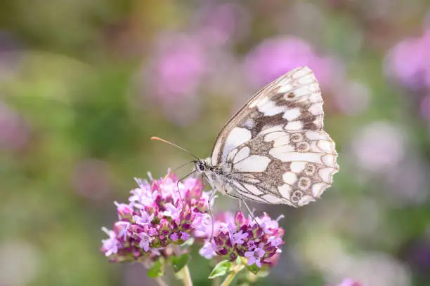 The marbled white - Melanargia galathea sucks nectar with its trunk from the blossom of the Origanum vulgare - Oregano or wild Marjoram