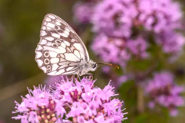 The marbled white - Melanargia galathea sucks nectar with its trunk from the blossom of the Origanum vulgare - Oregano or wild Marjoram