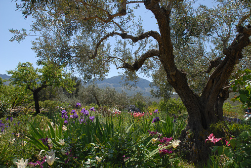 Mediterranean garden in Spring, Olive tree underplanted with tulips and irises