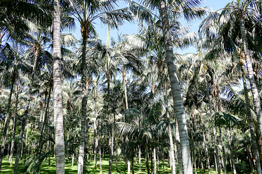 Green Palm Canarian Tree on the Blue Sky Background