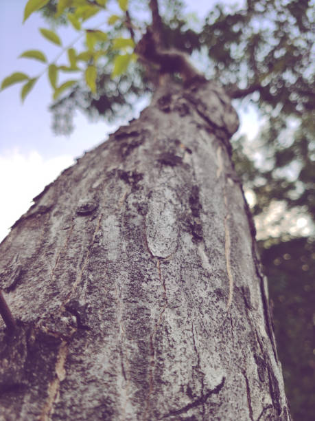 A big tree trunk shot from below