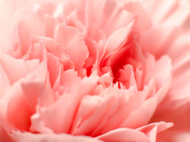 istock Delicate carnation pink head flower isolated on white background. Beautiful composition for advertising and packaging design in the business. Flat lay, top view 1921902977