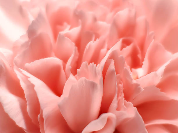 istock Delicate carnation pink head flower isolated on white background. Beautiful composition for advertising and packaging design in the business. Flat lay, top view 1921902978