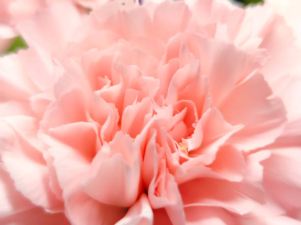 istock Delicate carnation pink head flower isolated on white background. Beautiful composition for advertising and packaging design in the business. Flat lay, top view 1921902981