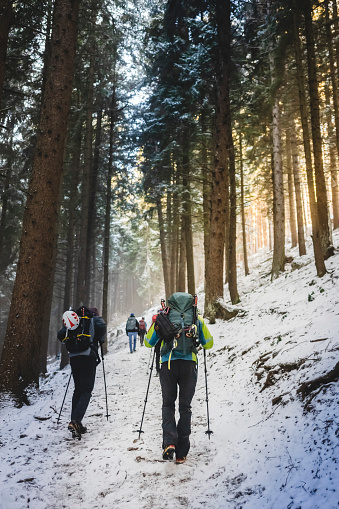hikers walking in snowy path in wild forest during sunrise
