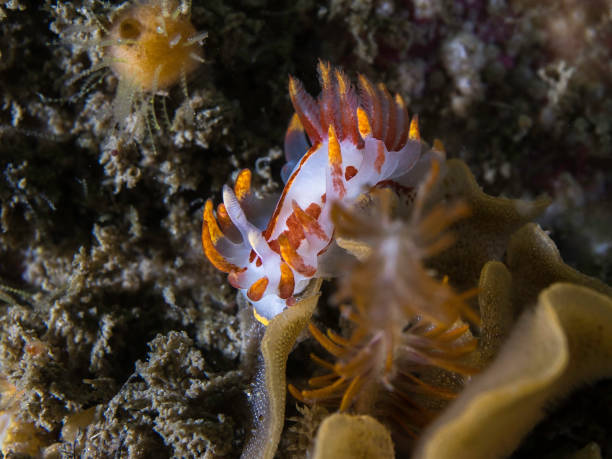 istock A Fiery nudibranch on the reef underwater 1921936170