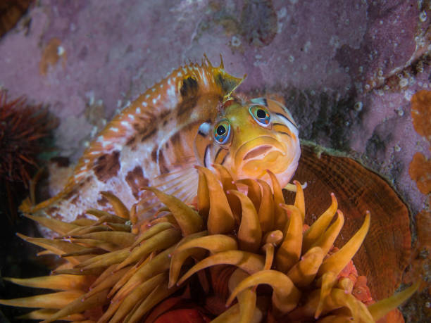 istock A Speckled klipfish sitting on a sea anemone facing the camera 1921940337