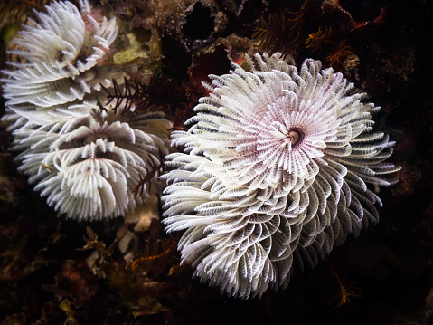 A white color Feather-duster worm or giant fanworm (Sabellastarte longa) underwater