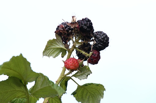 Detail of bush branch with ripening raspberries called Black Jewel, blurred background.