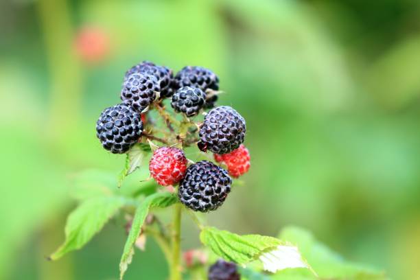 istock Branch with black raspberries lat. Rubus occidentalis  in the garden 1921958828