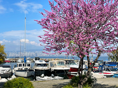 19 of April 2023 - Istanbul, Turkey: Cherry blossoms against the backdrop of moored yachts, Bosphorus and Istanbul in sunny day