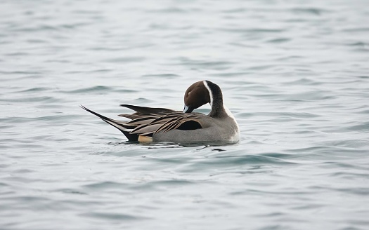 The most elegant duck I have ever seen so far