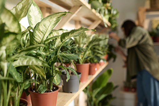 Houseplants displayed on wooden shelves in plant store, worker checking them on background