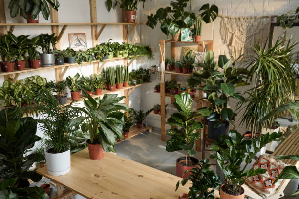 istock Houseplant Shop Interior 1921979953