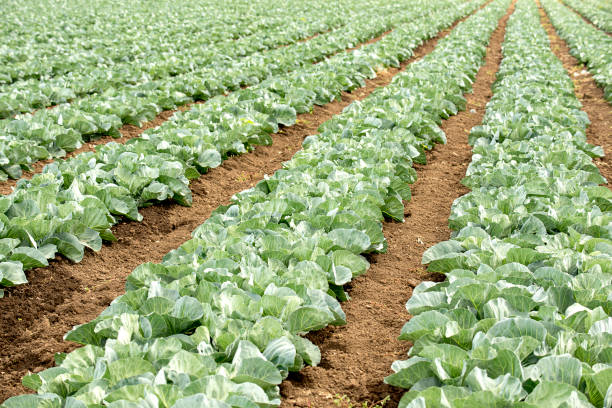 Field with rows of cabbage. Farmer's field.