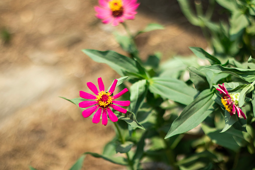 Zenia Paper Flower or Zinnia Flower is a genus of sunflower plants in the daisy family Close up