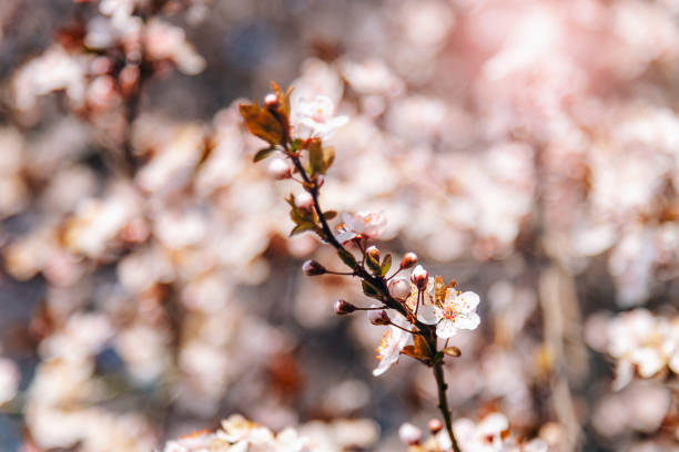 Blossoming cherry branches in sunlight, closeup. Spring concept. Shallow depth of field.