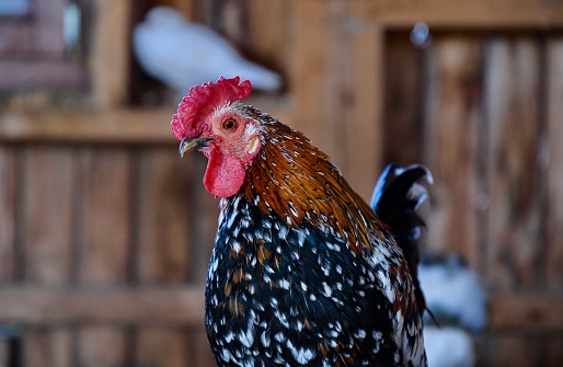 Rooster at an animal farm in Harghita