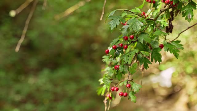 Currants On A Branch In Nature