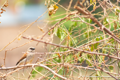 Sparrow northern rests  between feeding trips. Nyandungu, Kigali, Rwanda