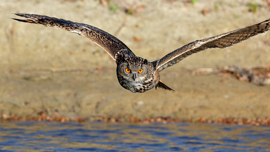 Daytime front view close-up of a single majestic Eurasian eagle-owl (Bubo Bubo) flying over a pond with spread wings towards, and looking at, the camera