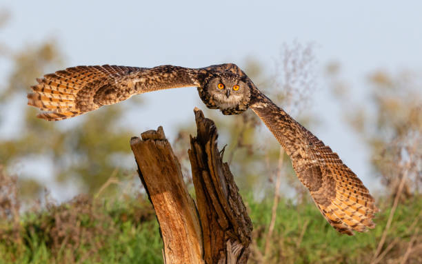 Eurasian eagle-owl flying towards the camera
