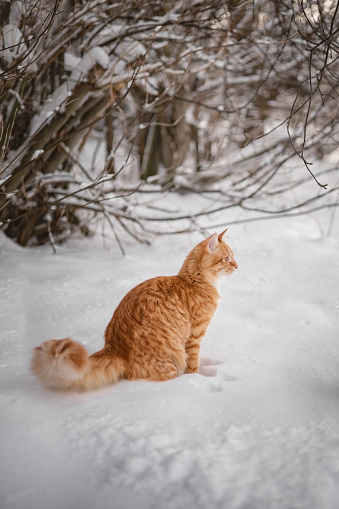 A photo of a red-haired cat in the winter garden.