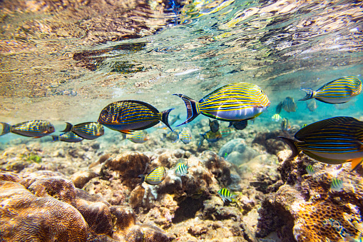 A vibrant underwater scene with a coral reef and tropical fish. The fish are predominantly yellow and black striped, with one red fish in the center. The coral is a mix of pink and white, with some green plants scattered throughout. The water is a clear blue, with sunlight filtering through the surface. The image is taken from a low angle, looking up towards the surface of the water.