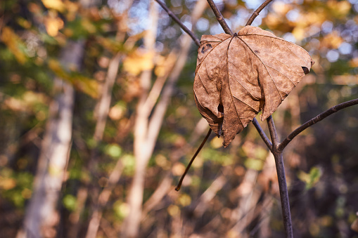 Autumn leaves on branch. Autumn season.