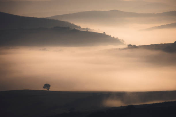 tree on hill in misty morning landscape
