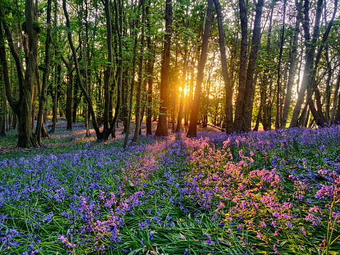 Beautiful Norfolk bluebell woodland in spring. English forest with purple flowers by the sunset
