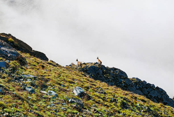 On the flanks of the Gornergrat, especially in the alpine zones, you may encounter ibexes. The wild herbivores are well adapted to life in mountainous environments. They have distinctive curved horns and thick fur that protects them from the cold at high altitudes.\n\nThe Gornergrat is a mountain peak in the Swiss Alps, located near Zermatt. At an altitude of approximately 3,135 meters above sea level, the Gornergrat offers spectacular panoramic views of some of the highest mountains in the Alps, including the iconic Matterhorn, Monte Rosa and the Dufourspitze.