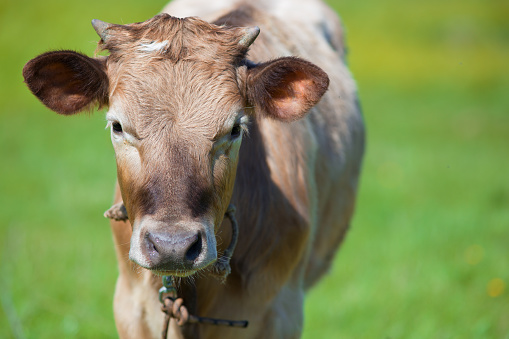 A young bull on the background of green grass. Unfocused background.