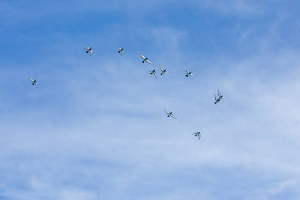 Karadağ in Karaman and pigeons flying in the sky