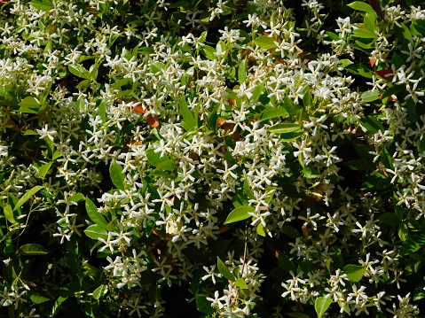 Blossoming star jasmine, or Rhynchospermum jasminoides, hedge