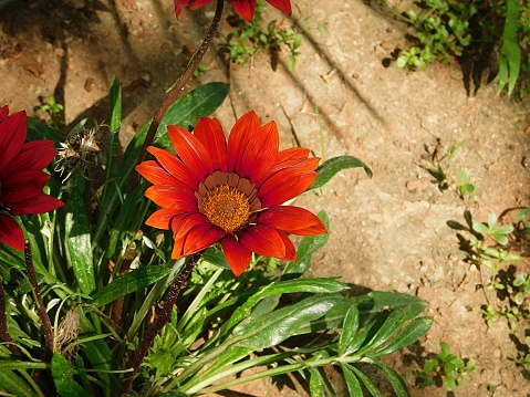 African daisy, or Gazania rigens red flower