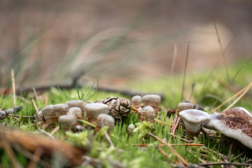 Close-up of a small mushroom with a spike on a background of green moss