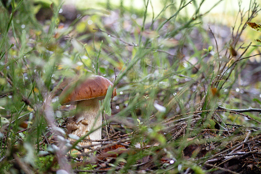 An edible mushroom grows in the forest among green leaves and moss